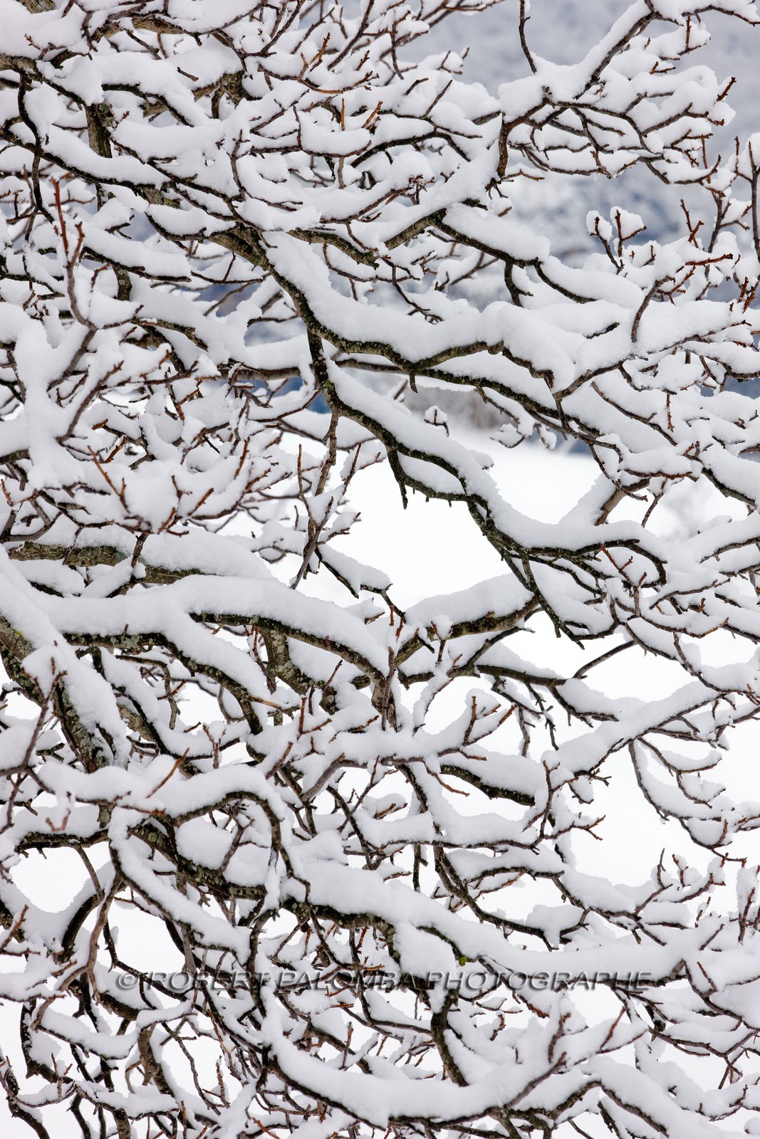 Arbres enneigés
