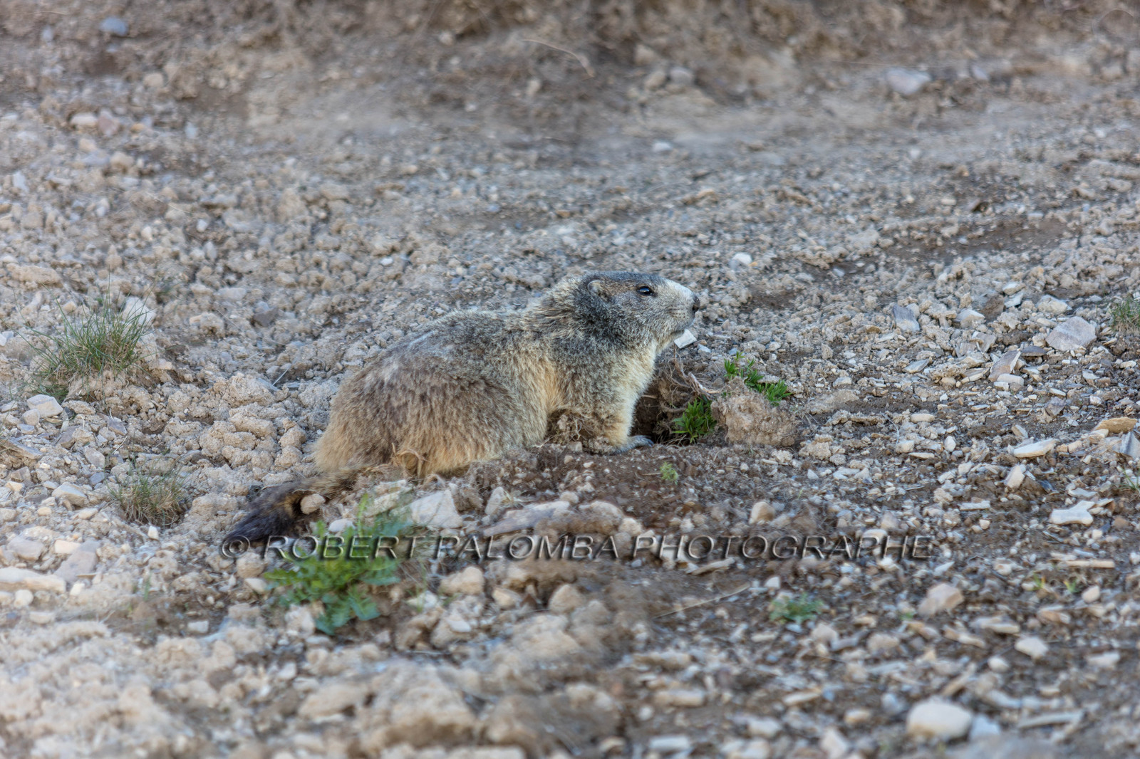 Marmotte, Marmota