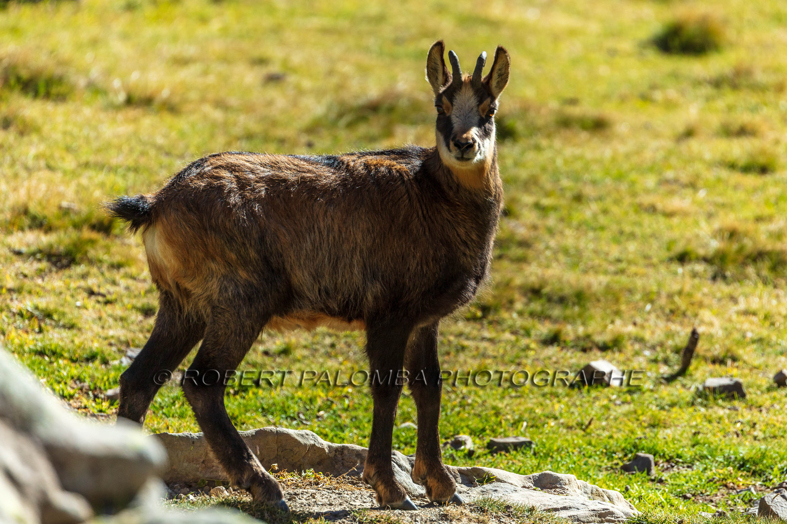 Chamois, Rupicapra rupicapra