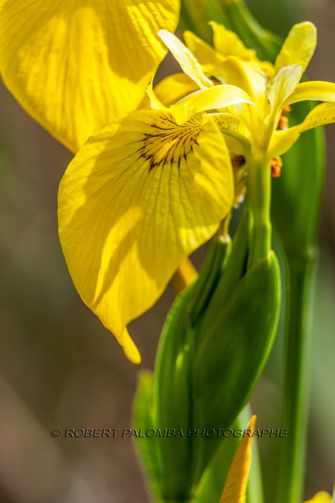 Iris Jaune, Iris pseudacorus