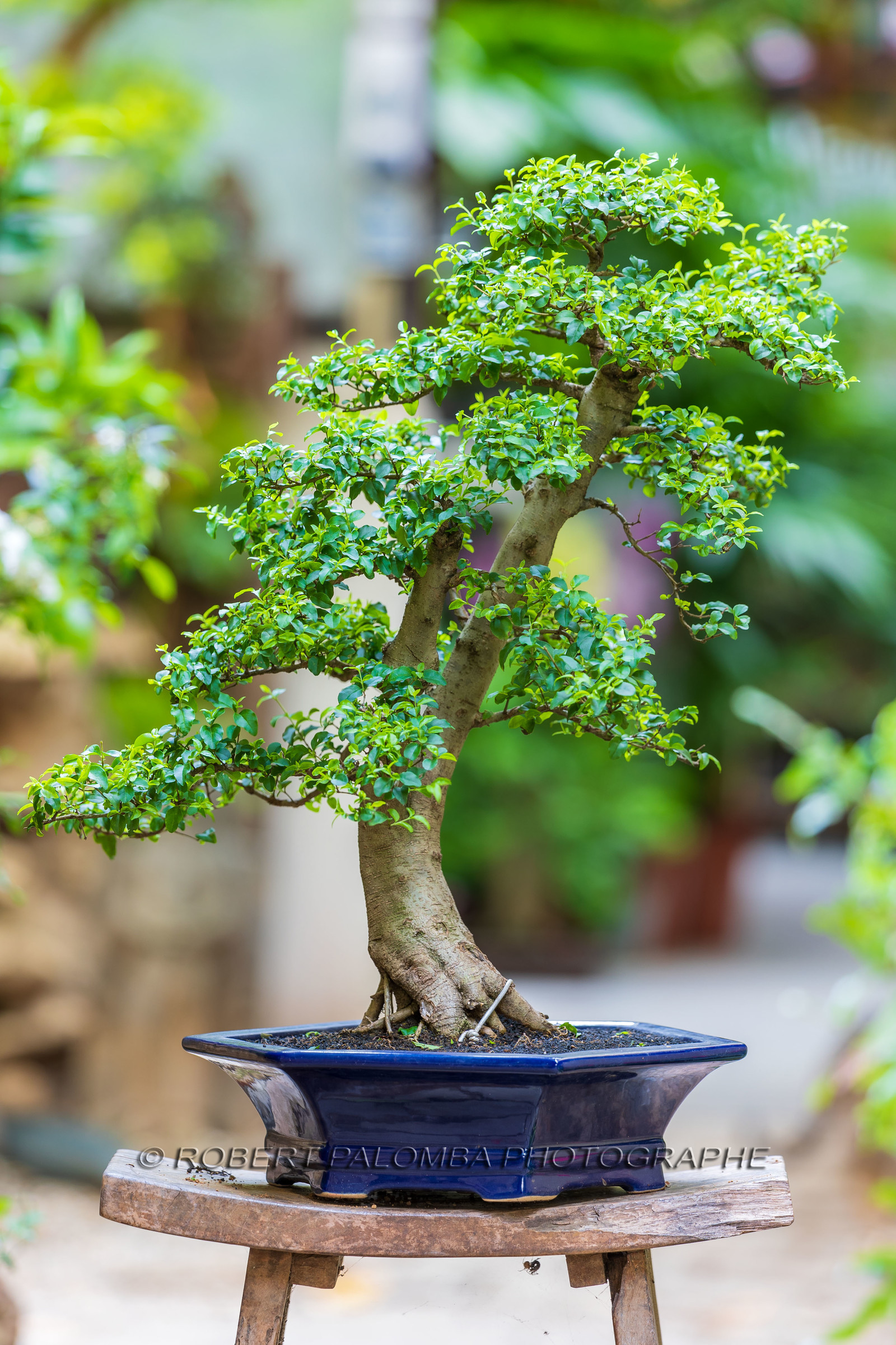 Bonsai