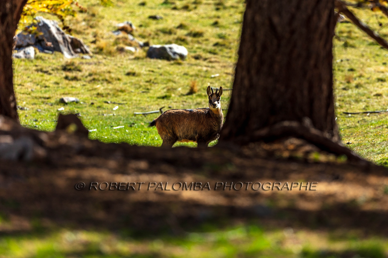 Chamois, Rupicapra rupicapra