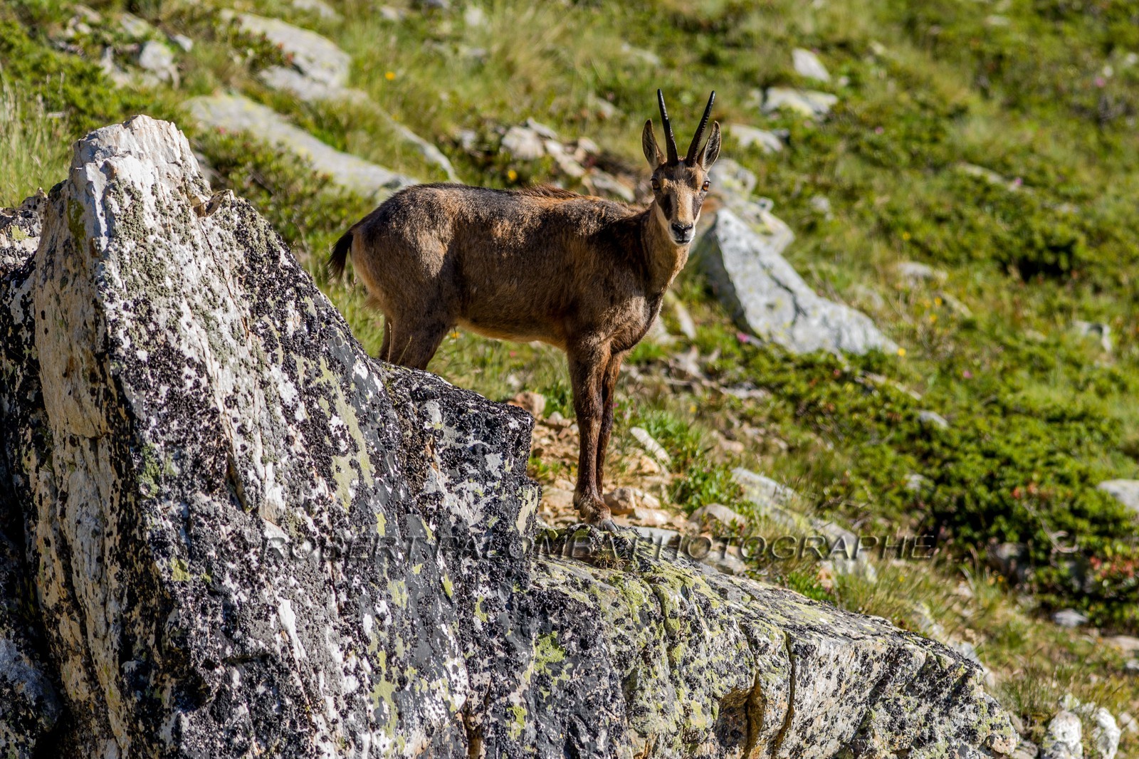 Chamois