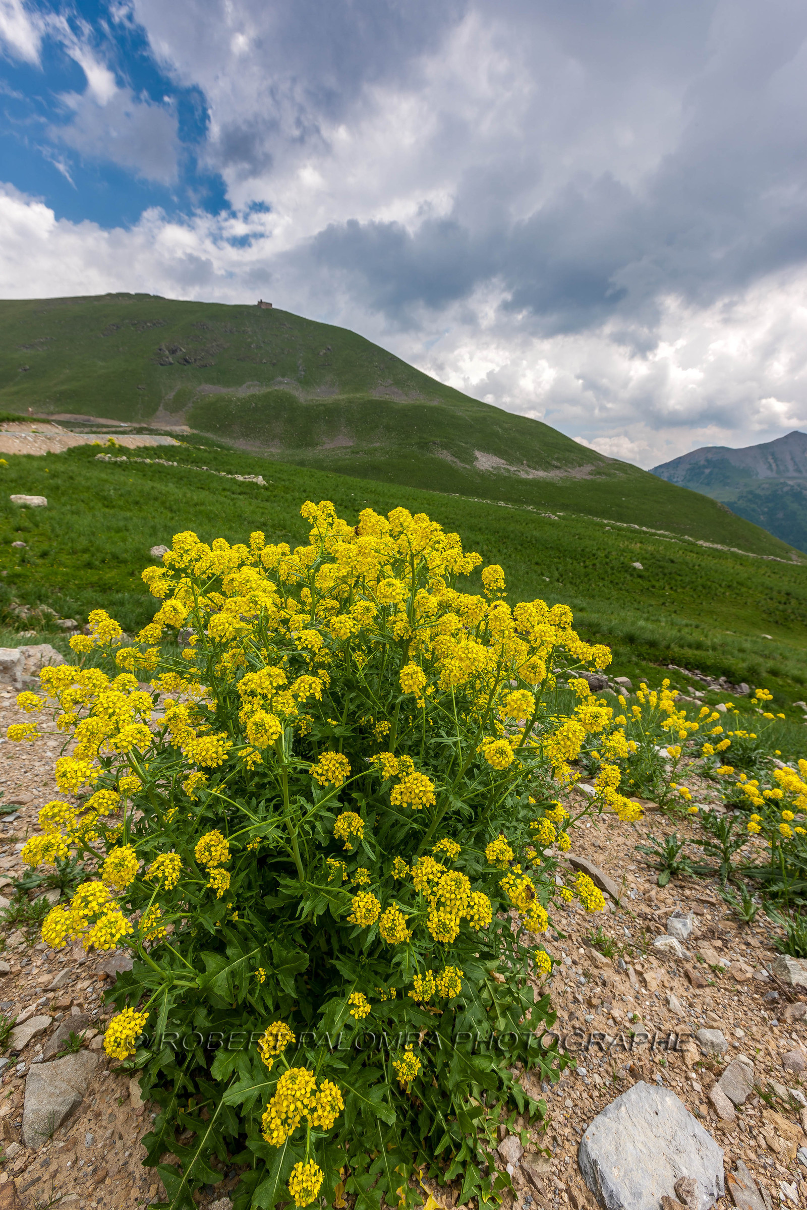 Col de la Bonette