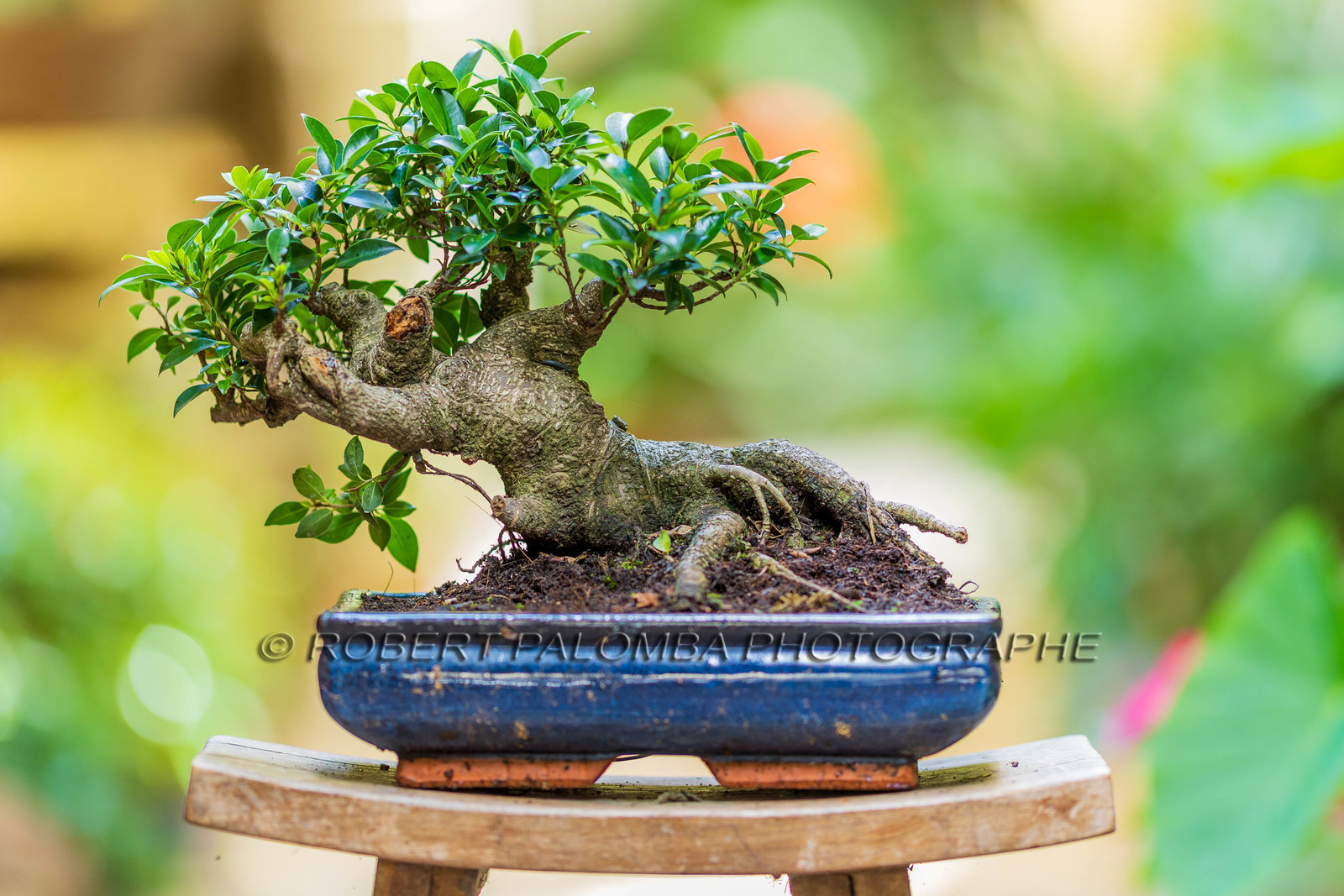 Bonsai Center