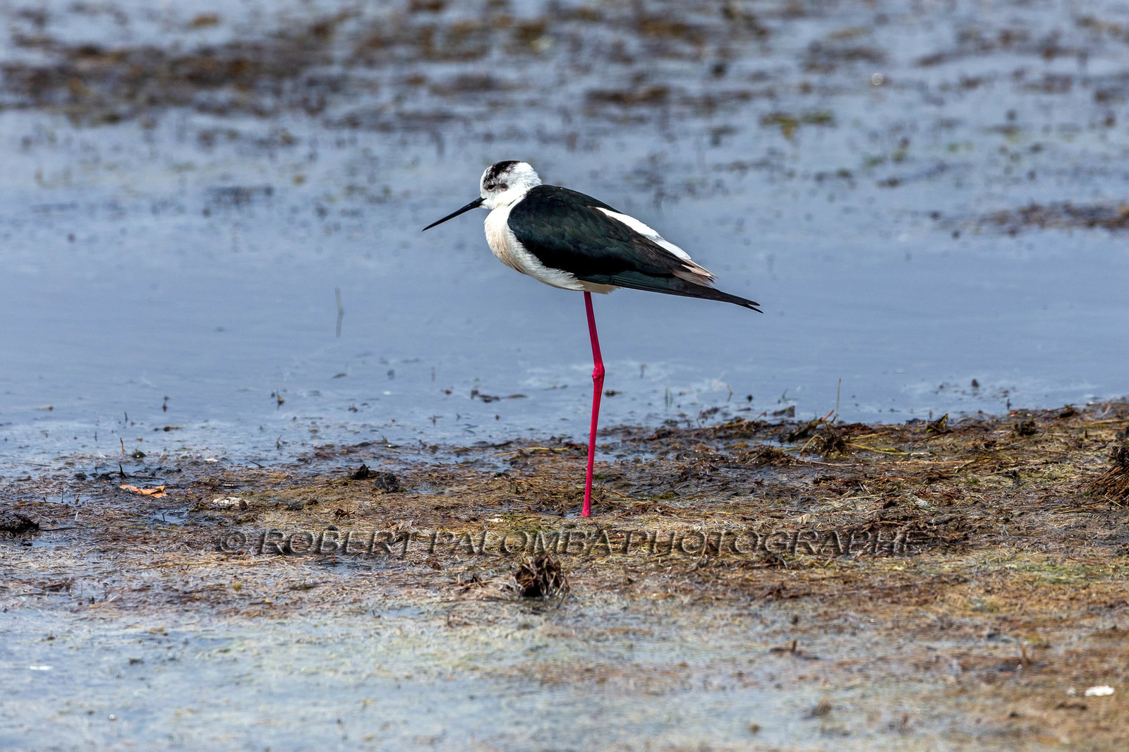Salins d'Hyères