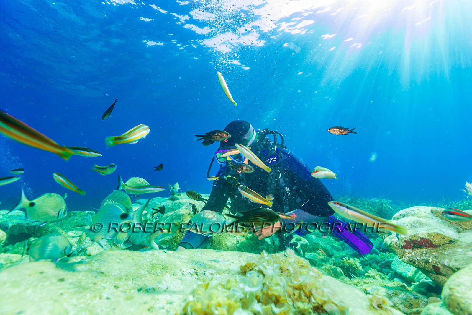 Plongée-sous-marine