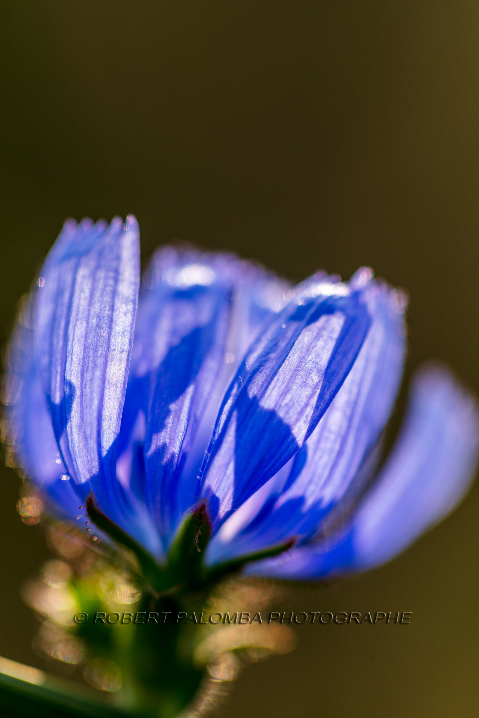 Alpes-de-Haute-Provence (04) Val d'Allos
