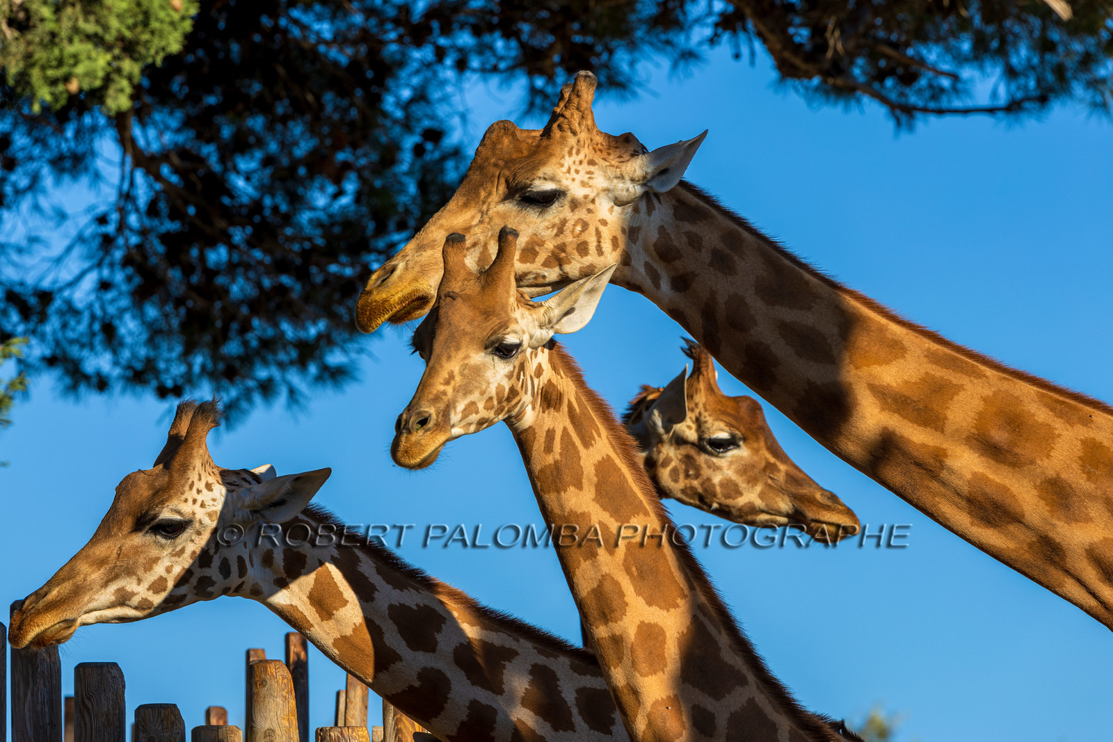 Parc animalier de la Barben