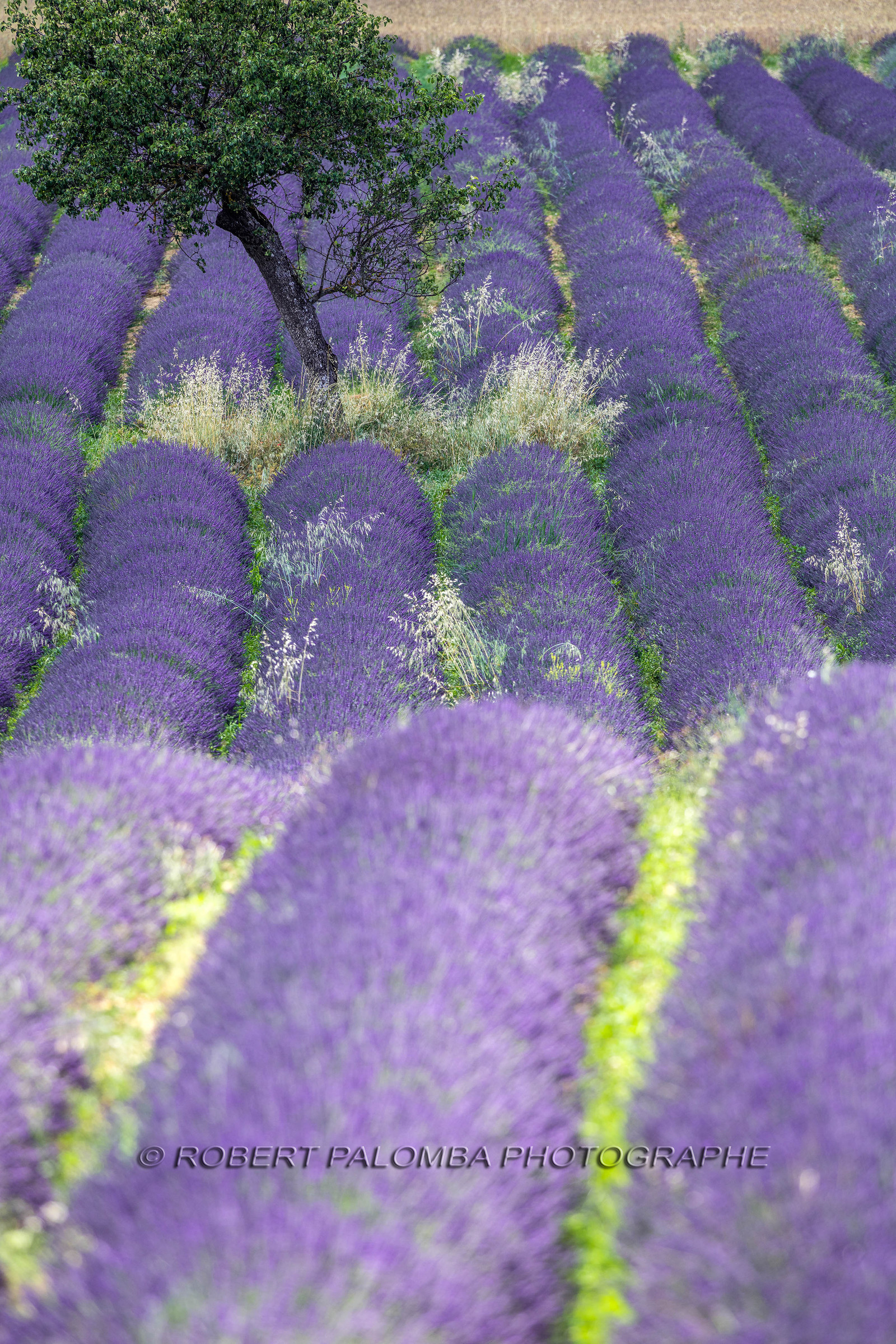 Lavande, Lavandula