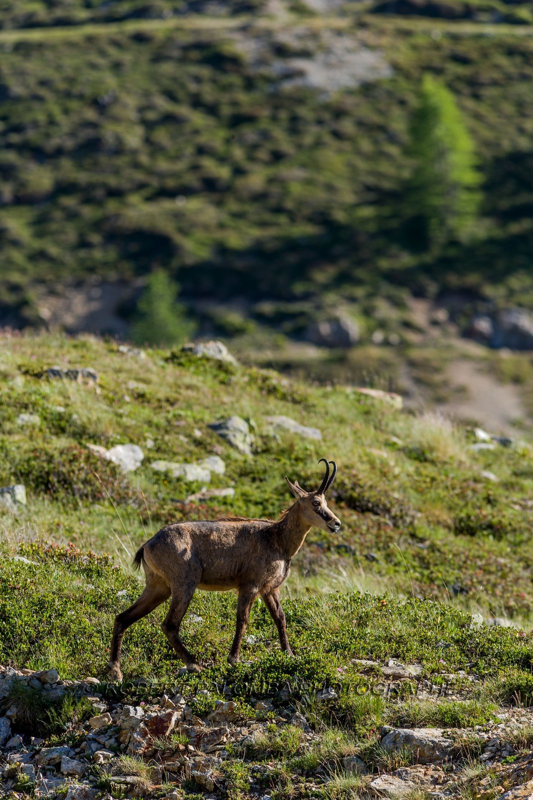 Chamois
