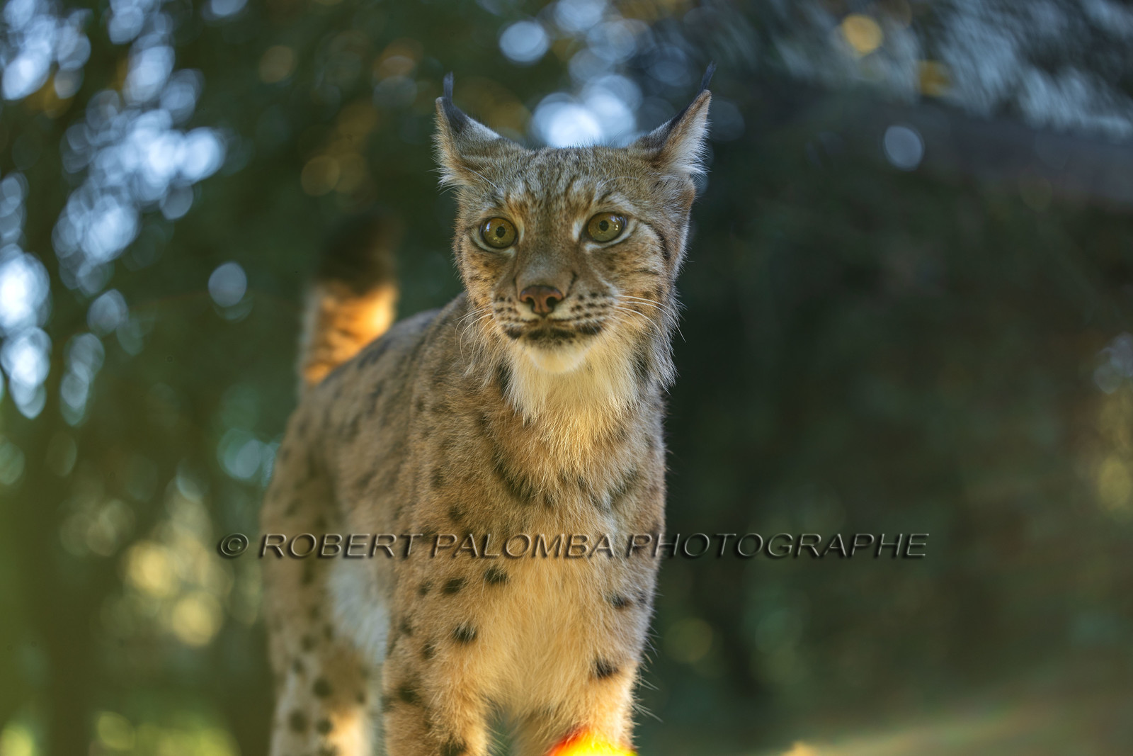 Parc animalier de la Barben