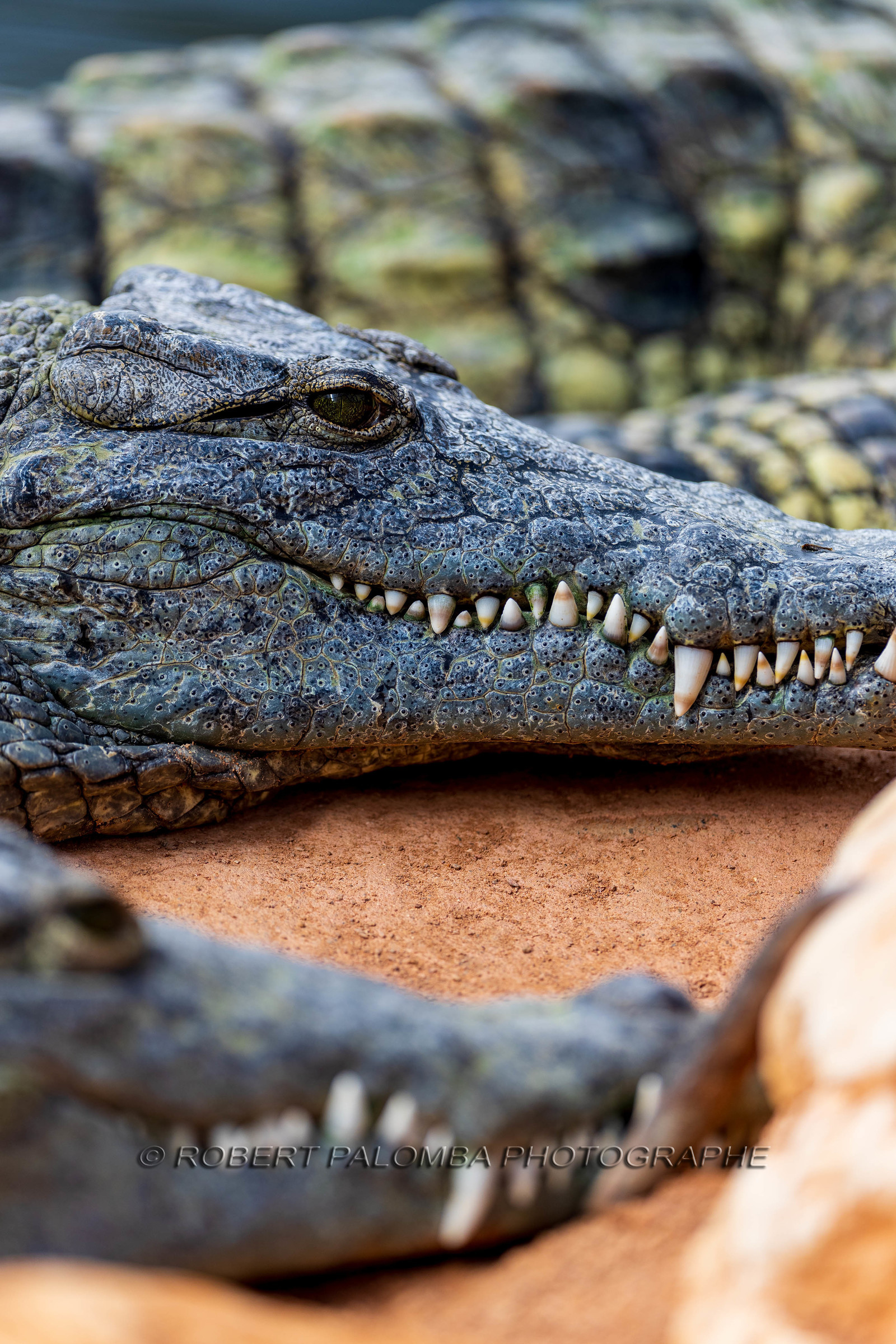 La Ferme aux crocodiles