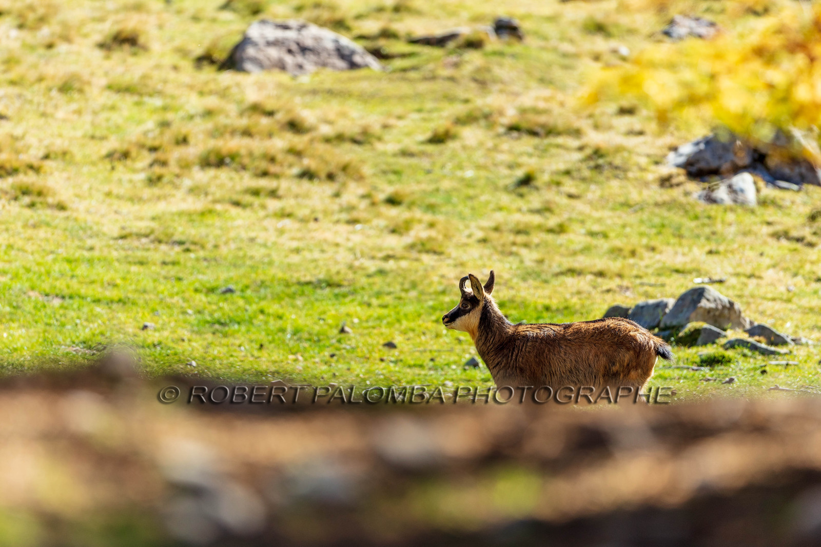 Chamois, Rupicapra rupicapra