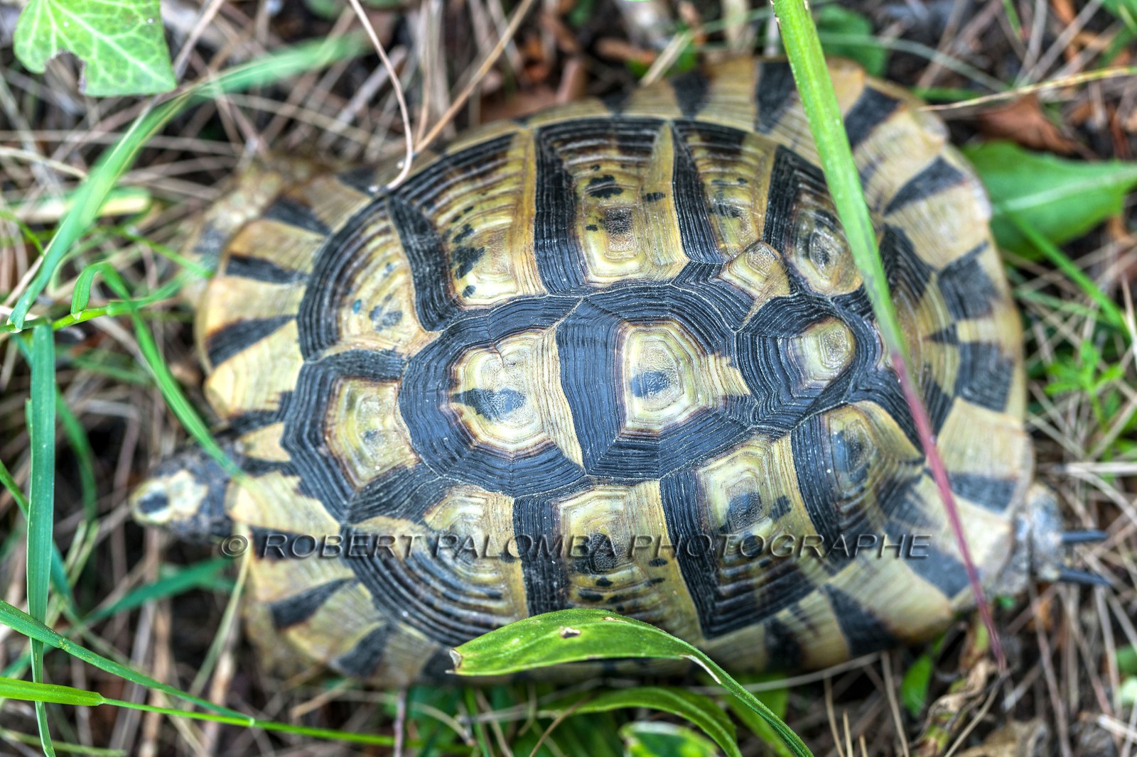 Tortue d'Hermann,Testudo hermanni