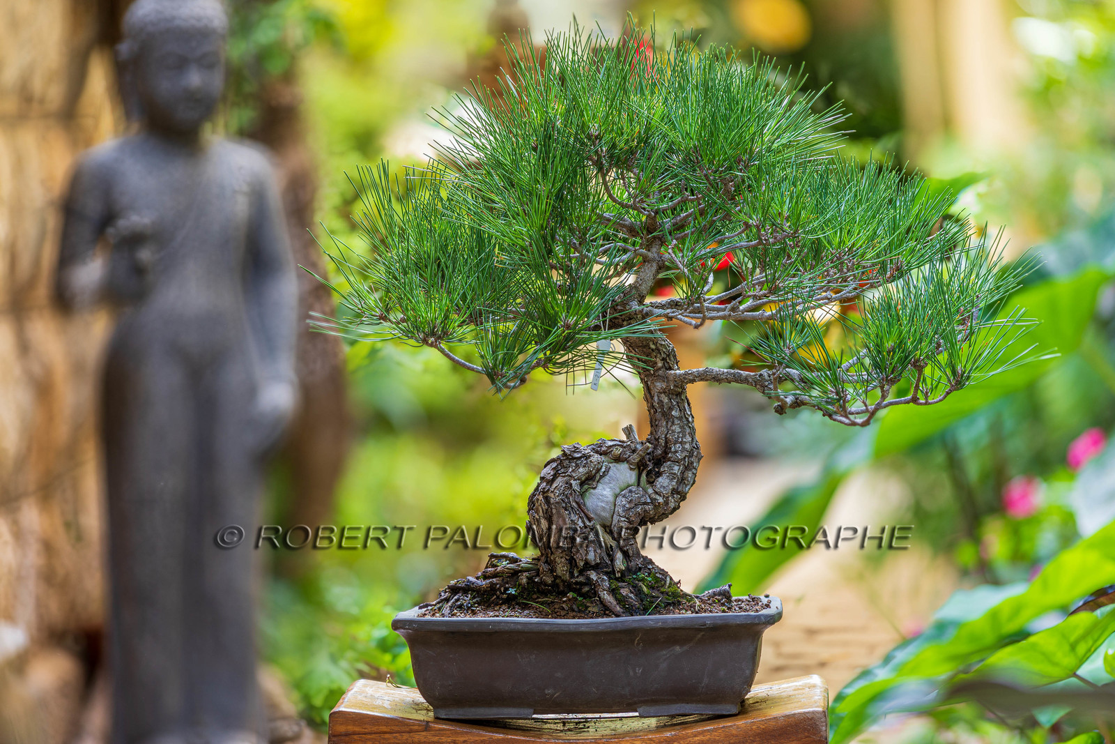 Bonsai Center