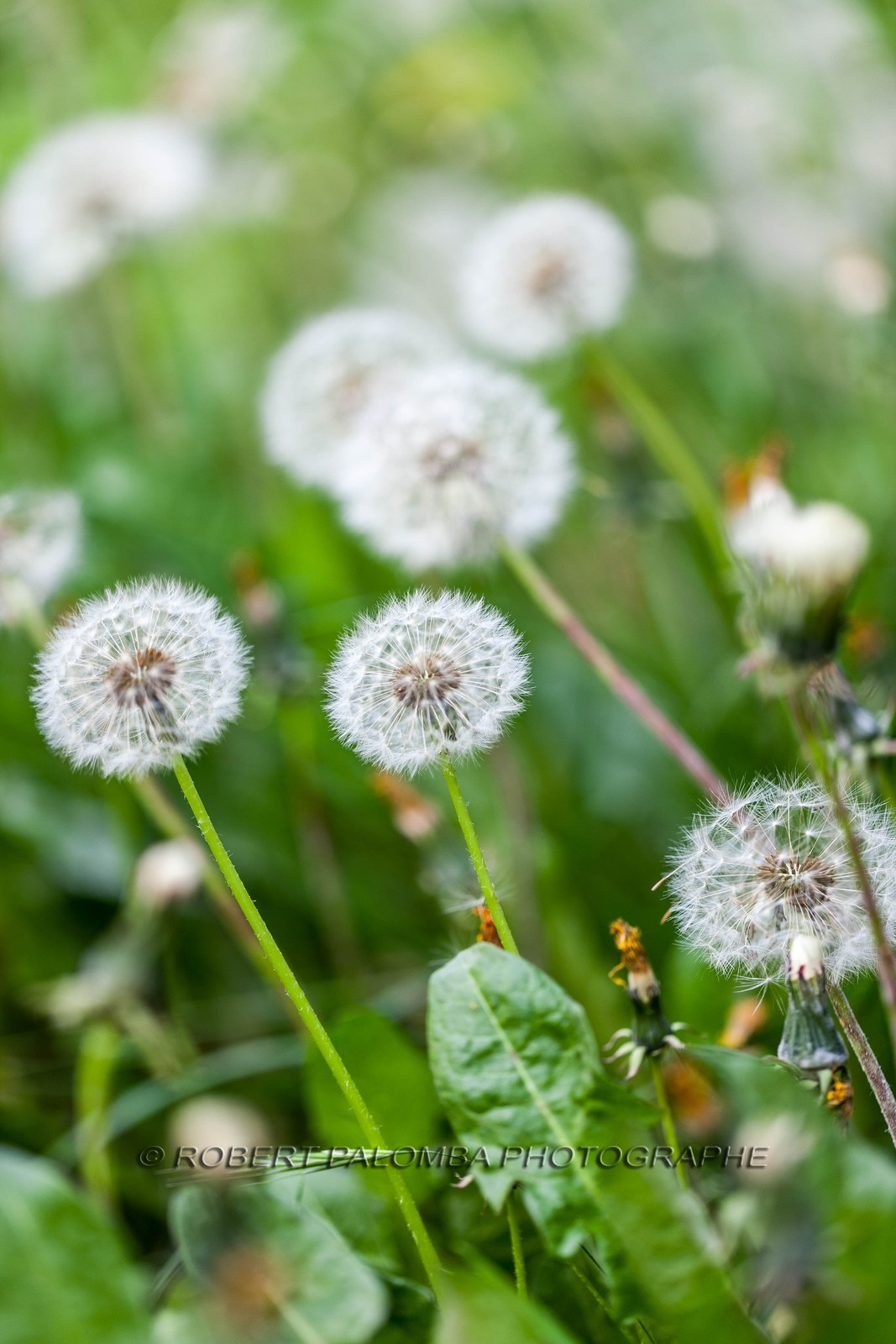 Pissenlit dit Taraxacum