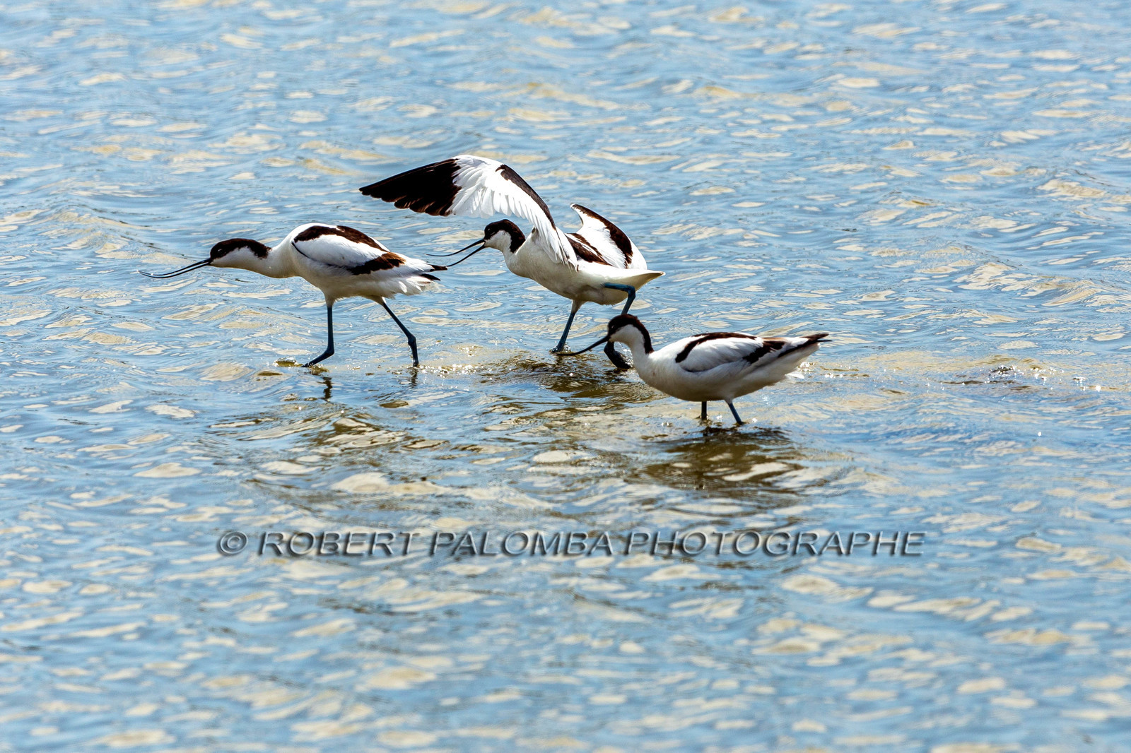 Salins d'Hyères