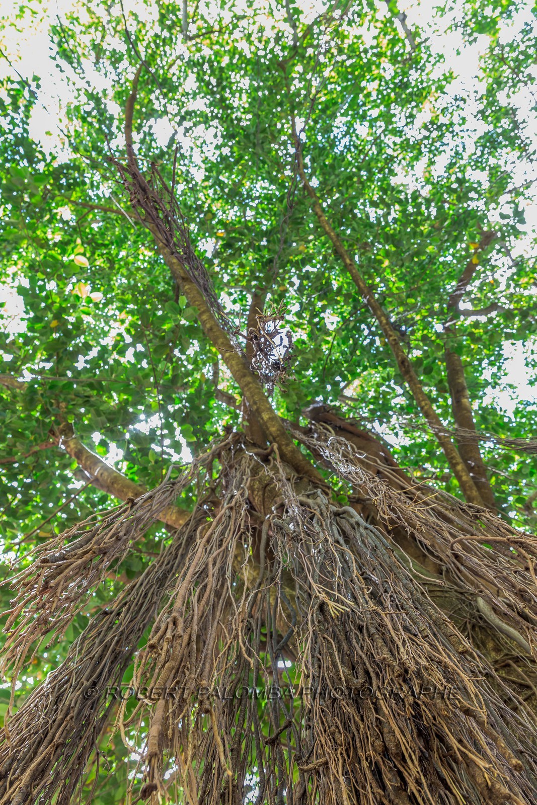 Banian, Benghalensis