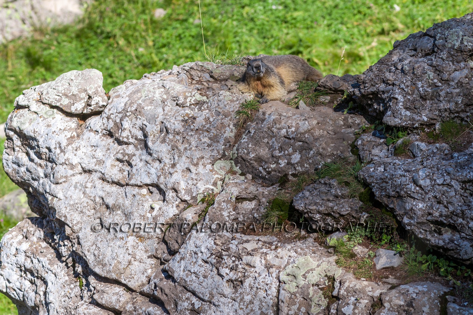 Marmotte, Marmota