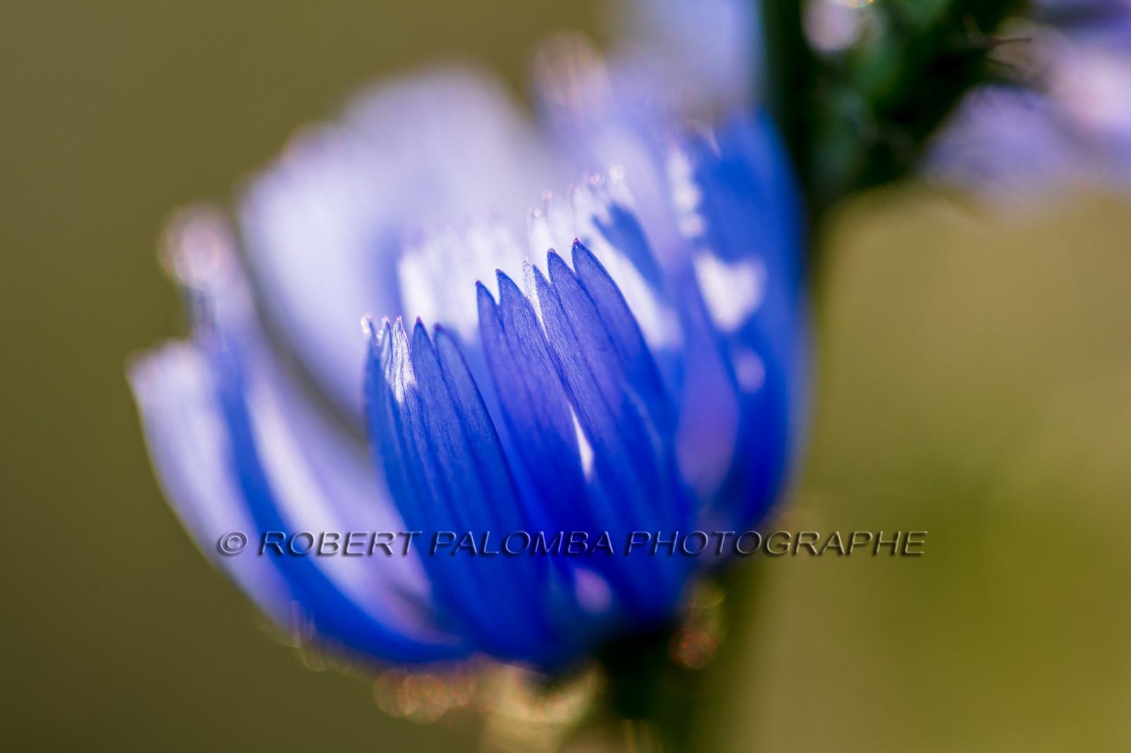Alpes-de-Haute-Provence (04) Val d'Allos