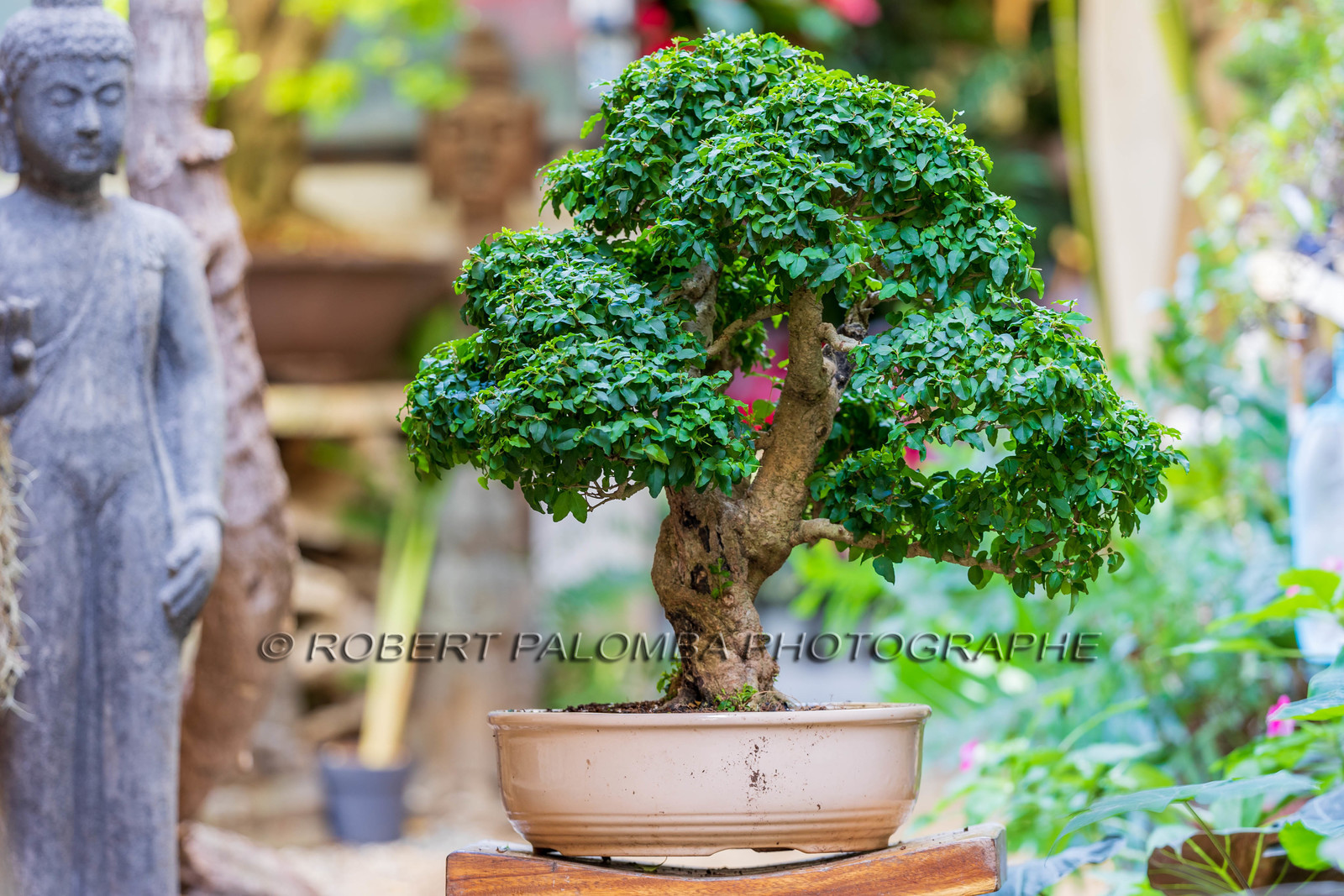 Bonsai Center