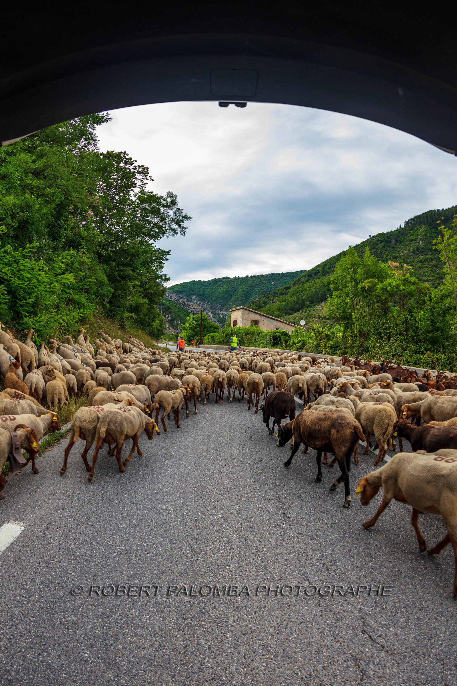 Transhumance