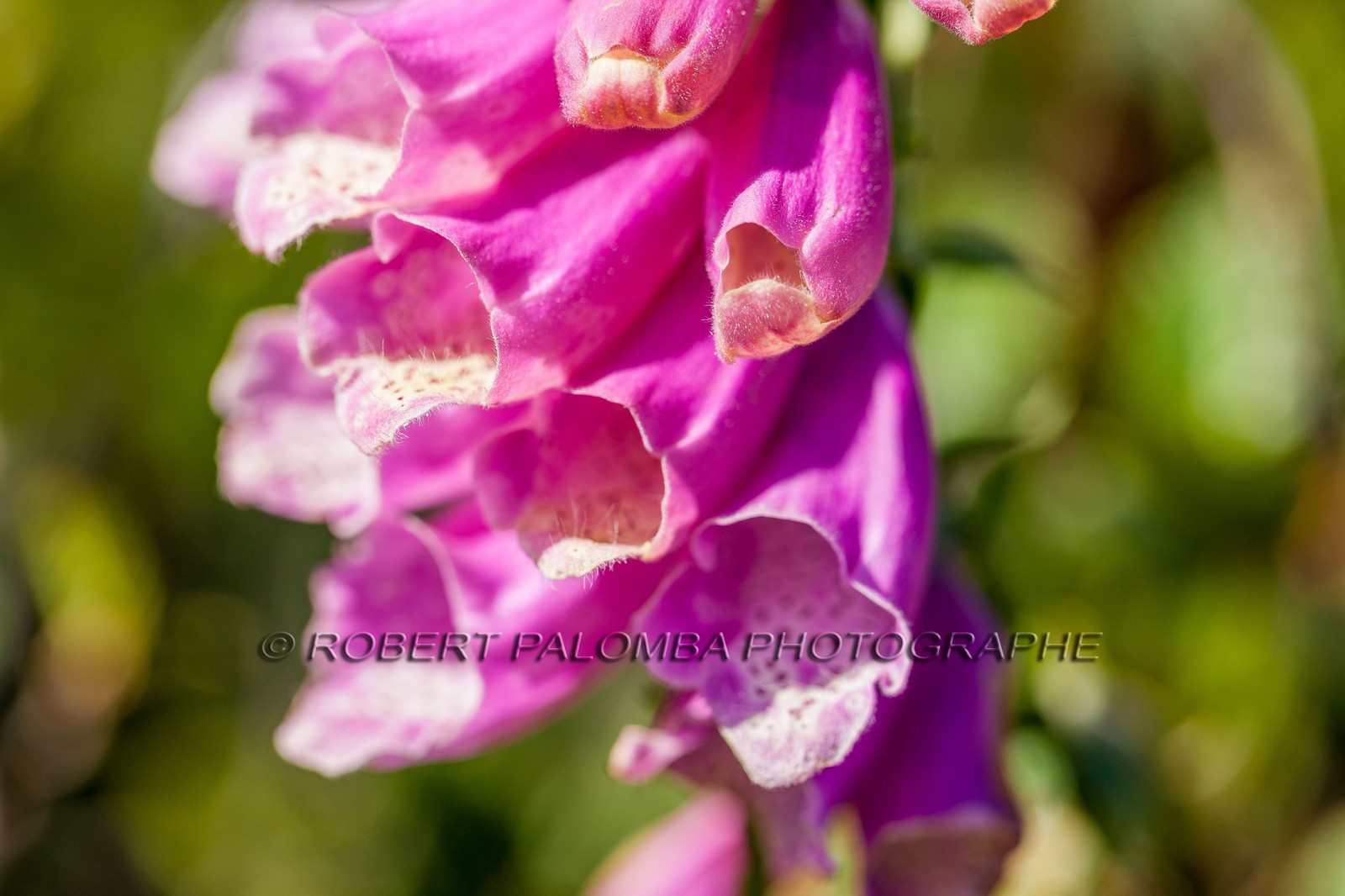 Digitale sauvage, Digitalis purpurea