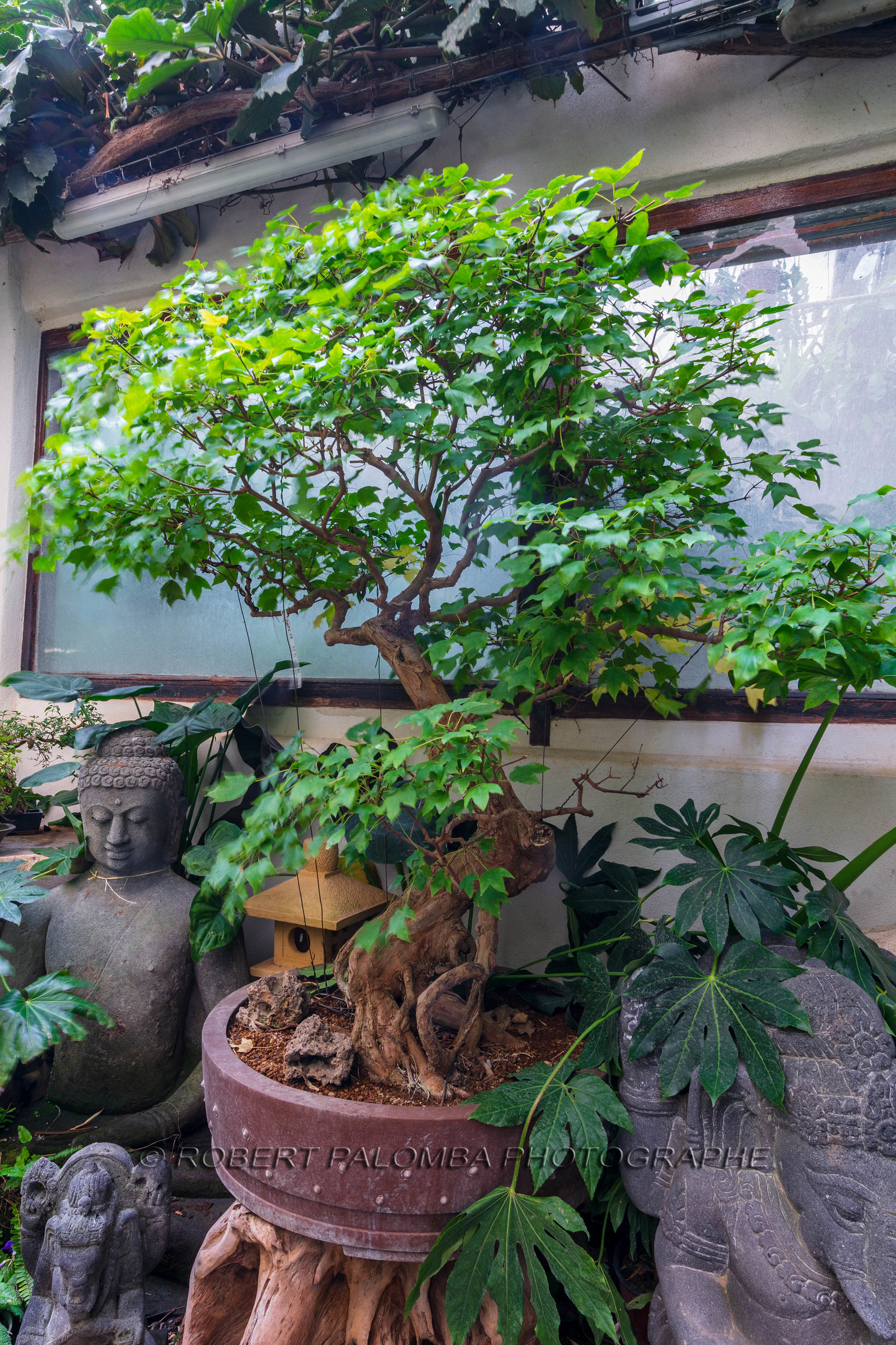 Bonsai