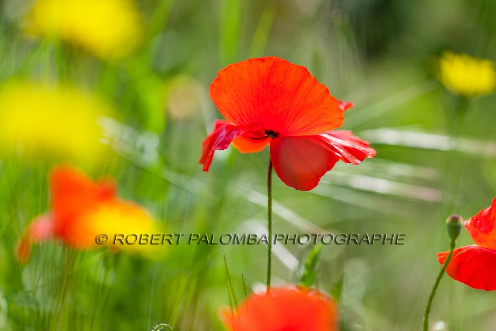 Coquelicot, Papaver rhoeas