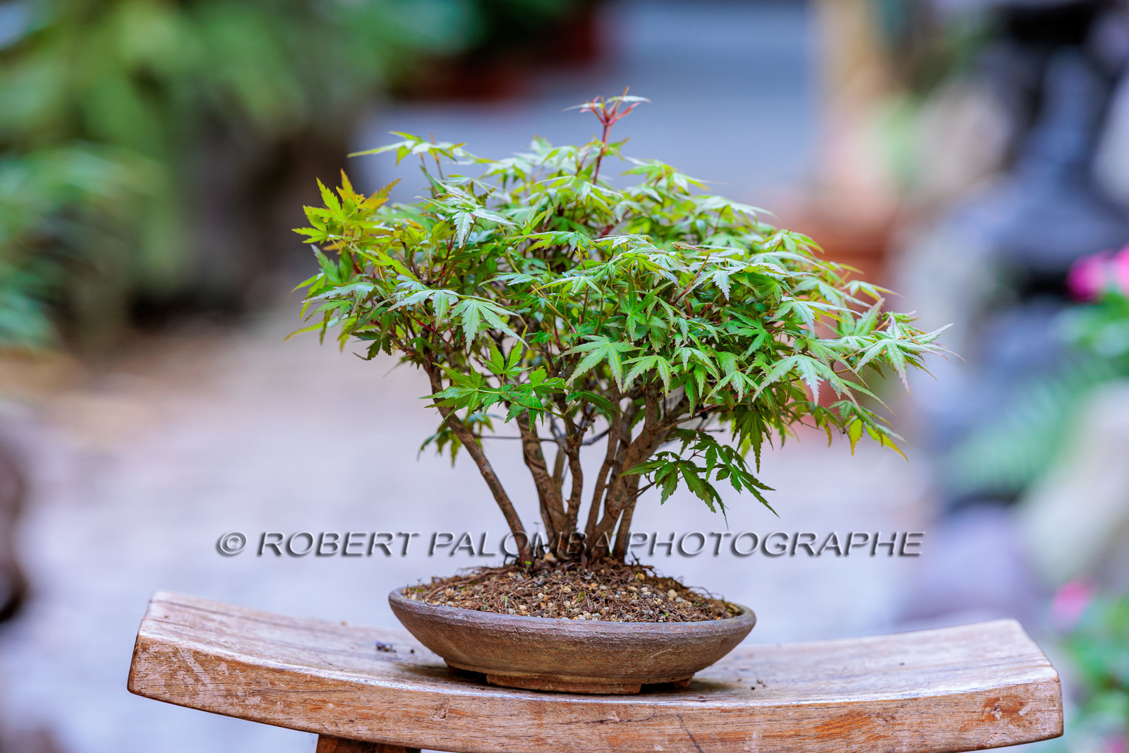 Bonsai