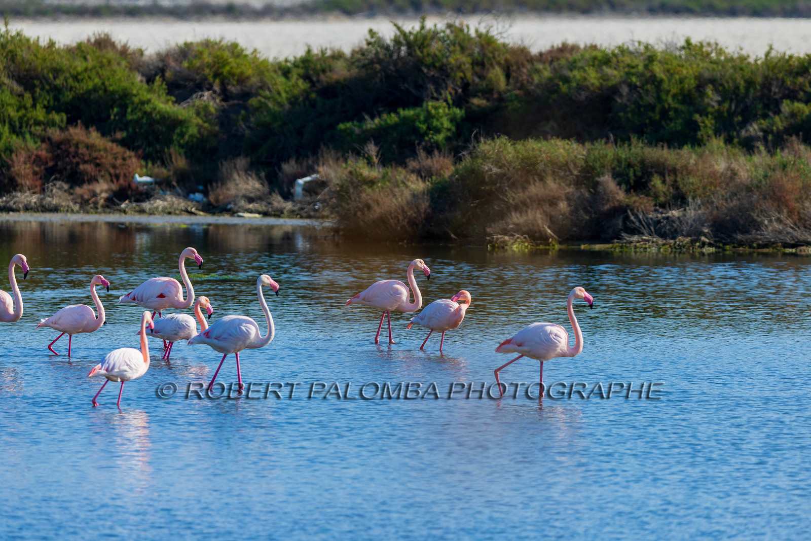 Flamant rose