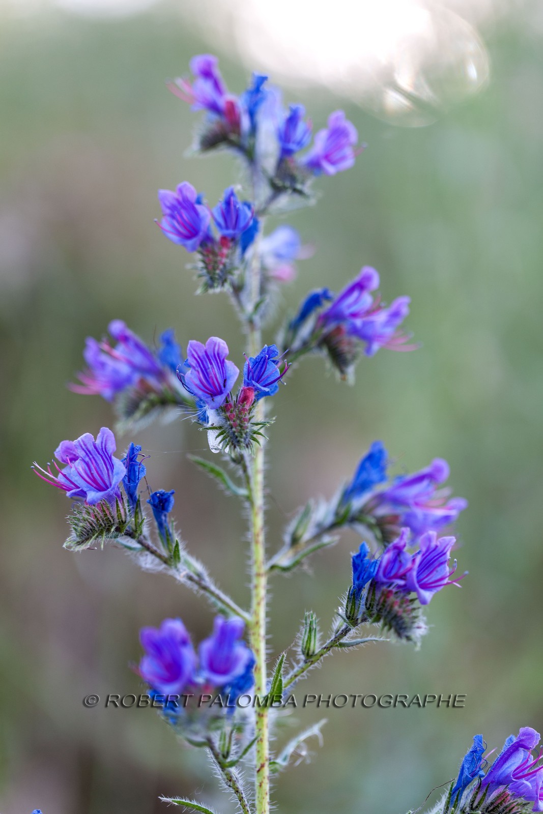 Flore Méditeranéenne