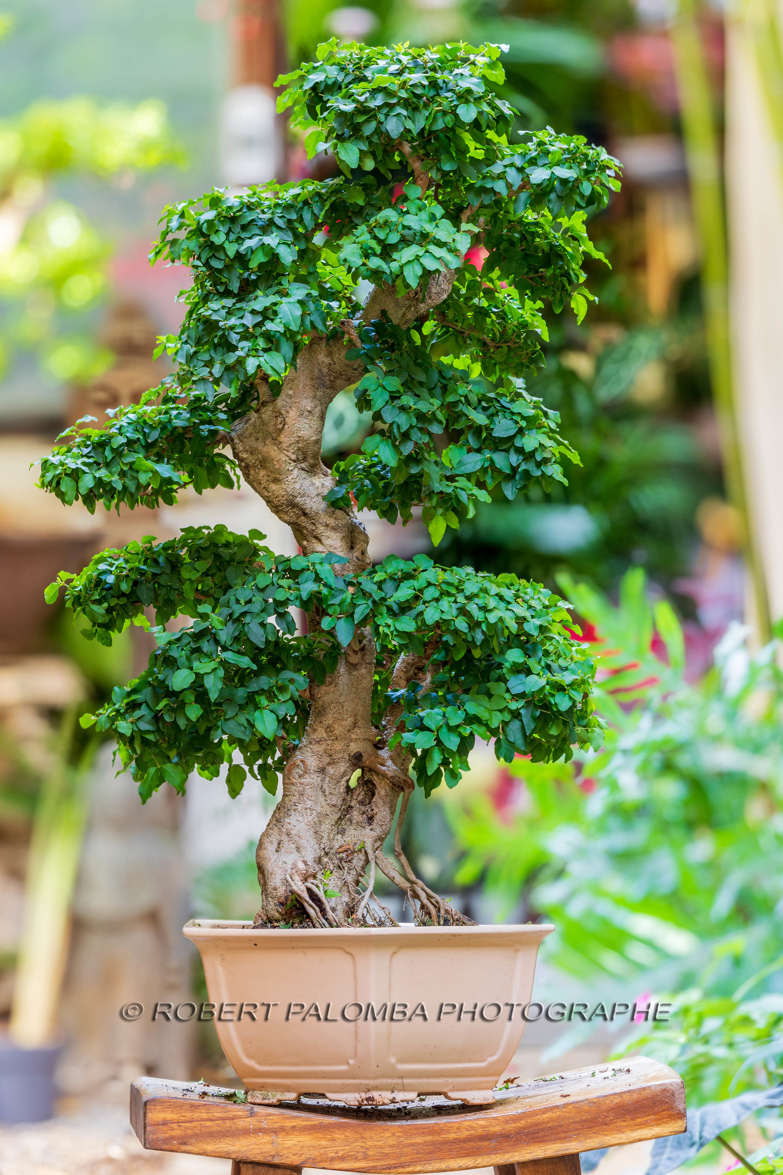 Bonsai Center