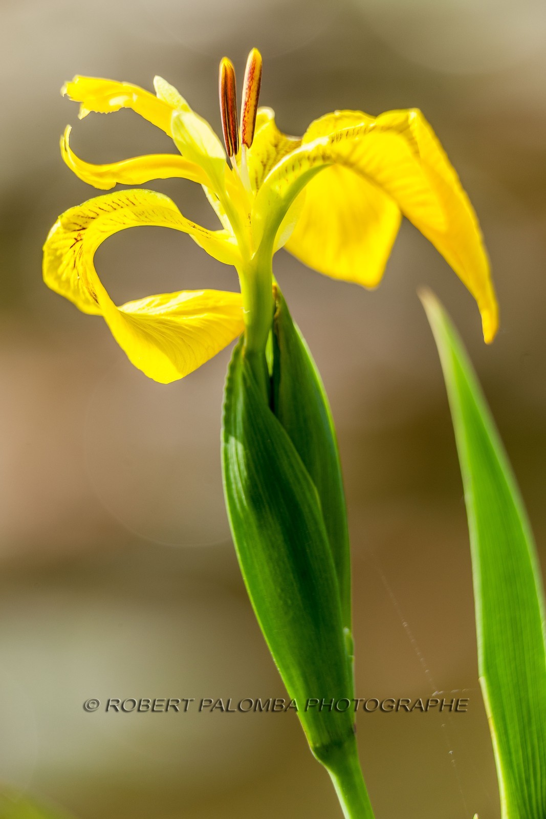 Iris Jaune, Iris pseudacorus