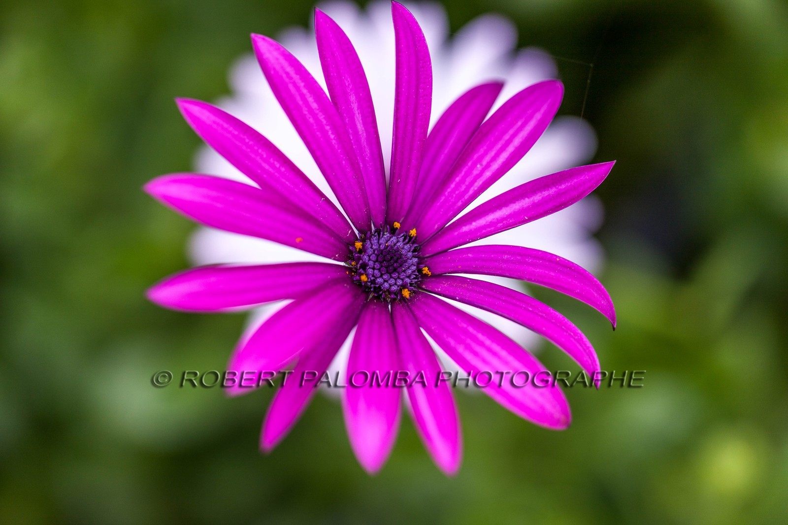 Flore méditerranéenne