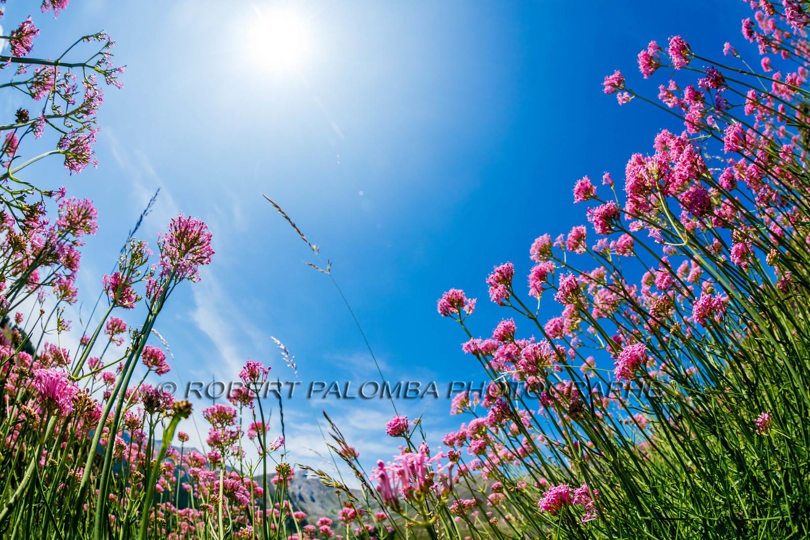 France, Alpes-de-Haute-Provence (04) Val d'Allos
