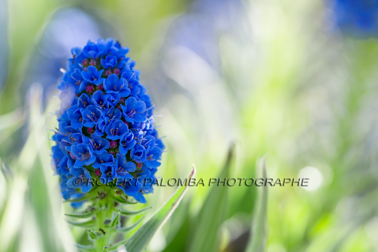 Flore Méditerranéenne