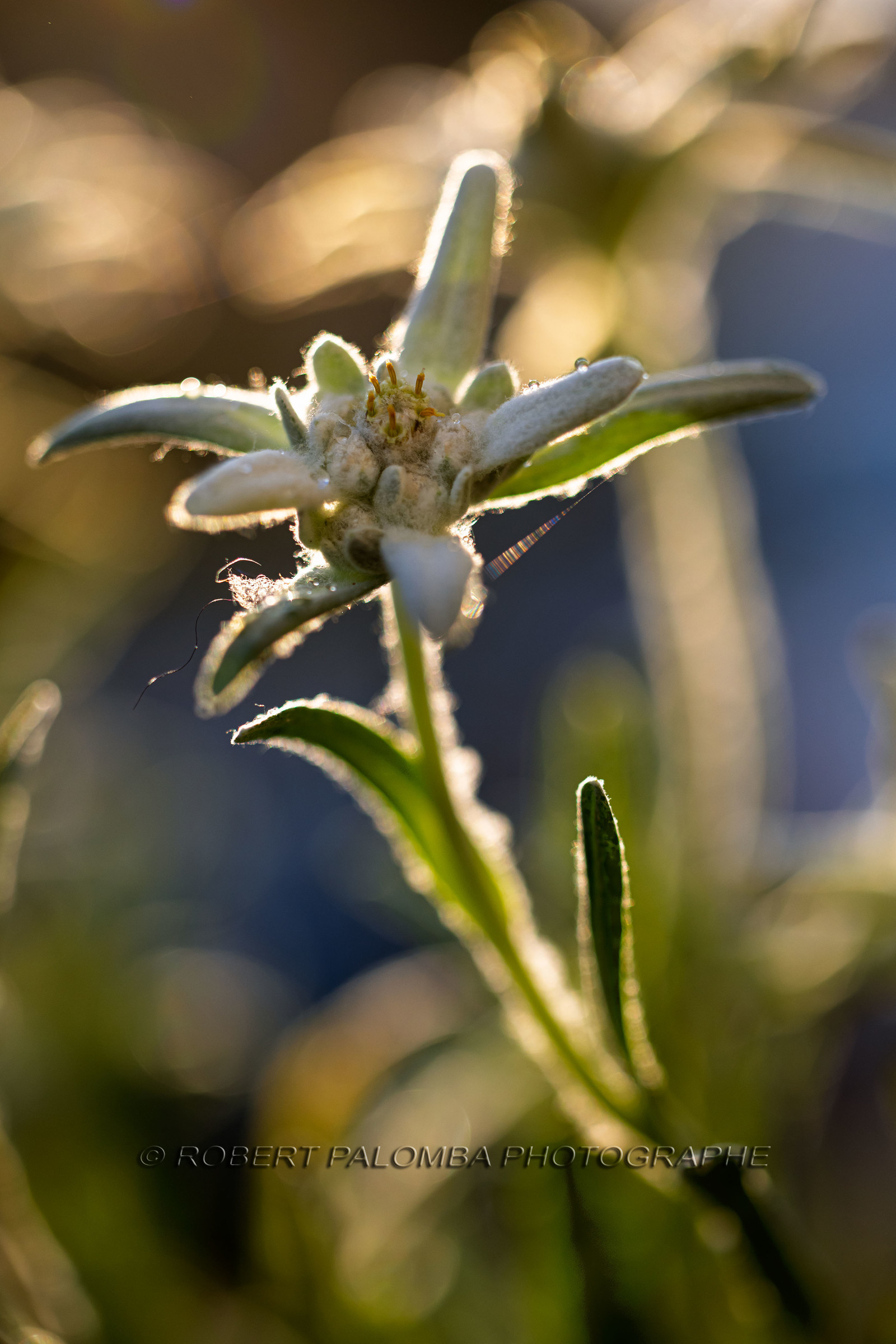 Edelweiss