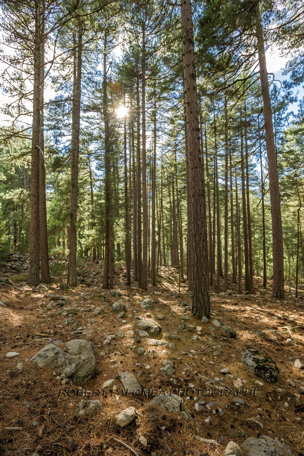 Haute Corse (2b)  Forêt domaniale de Valdu Niellu