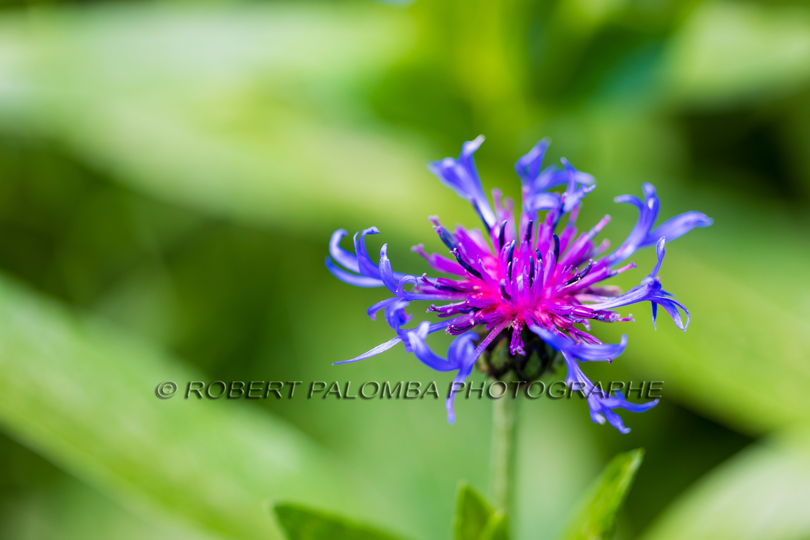 Alpes-de-Haute-Provence (04) Val d'Allos