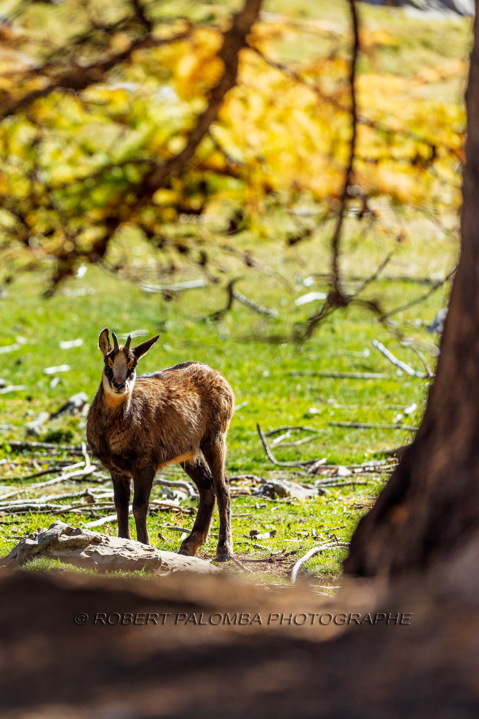 Chamois, Rupicapra rupicapra