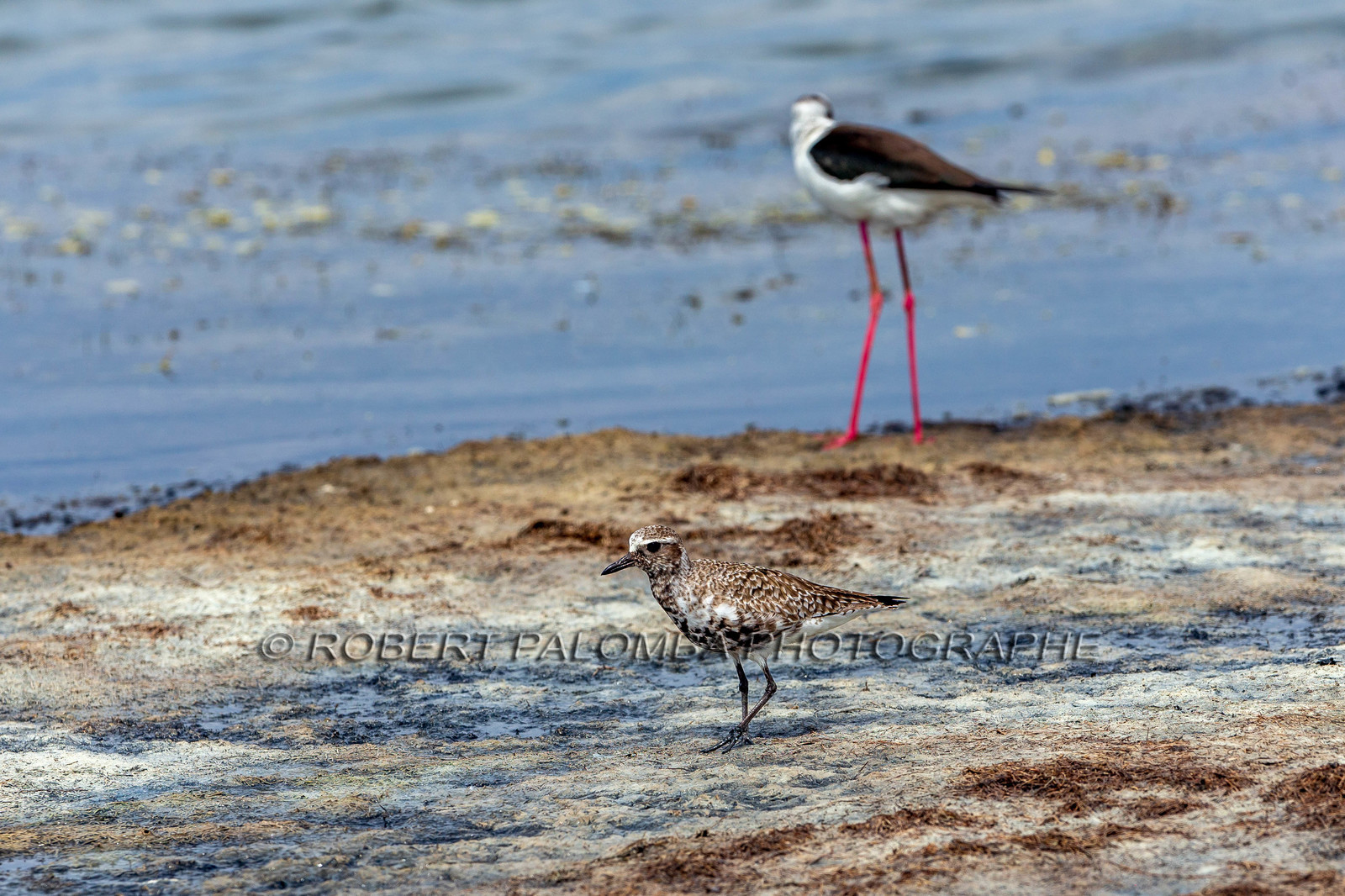 Salins d'Hyères