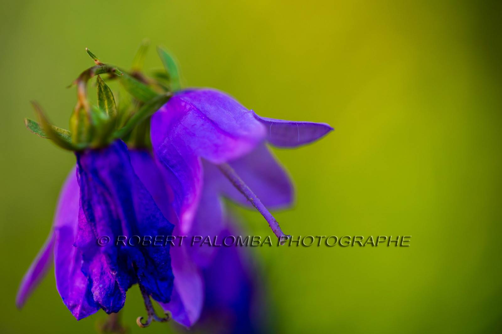 France, Alpes-de-Haute-Provence (04) Val d'Allos