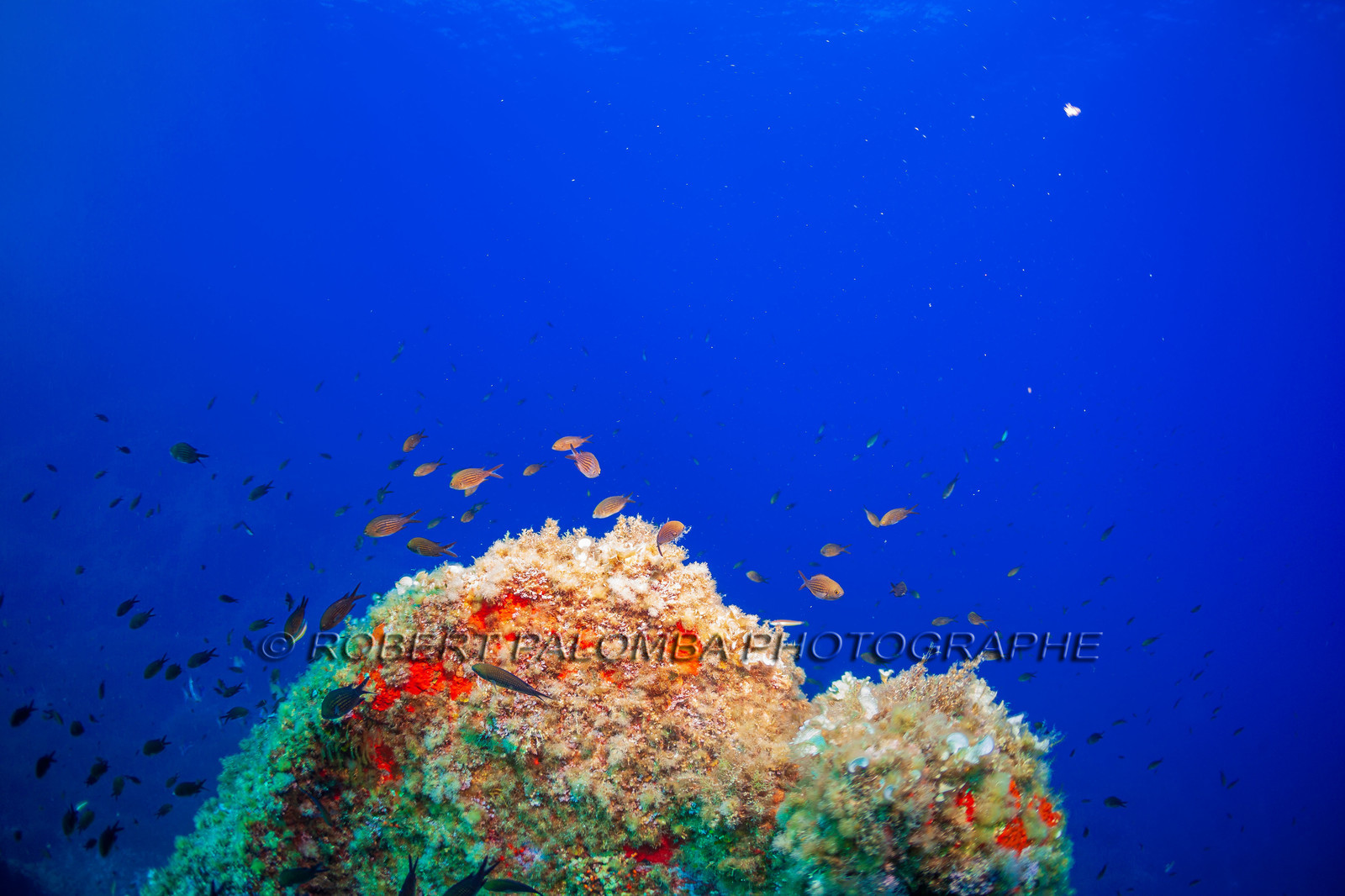 Plongée-sous-marine