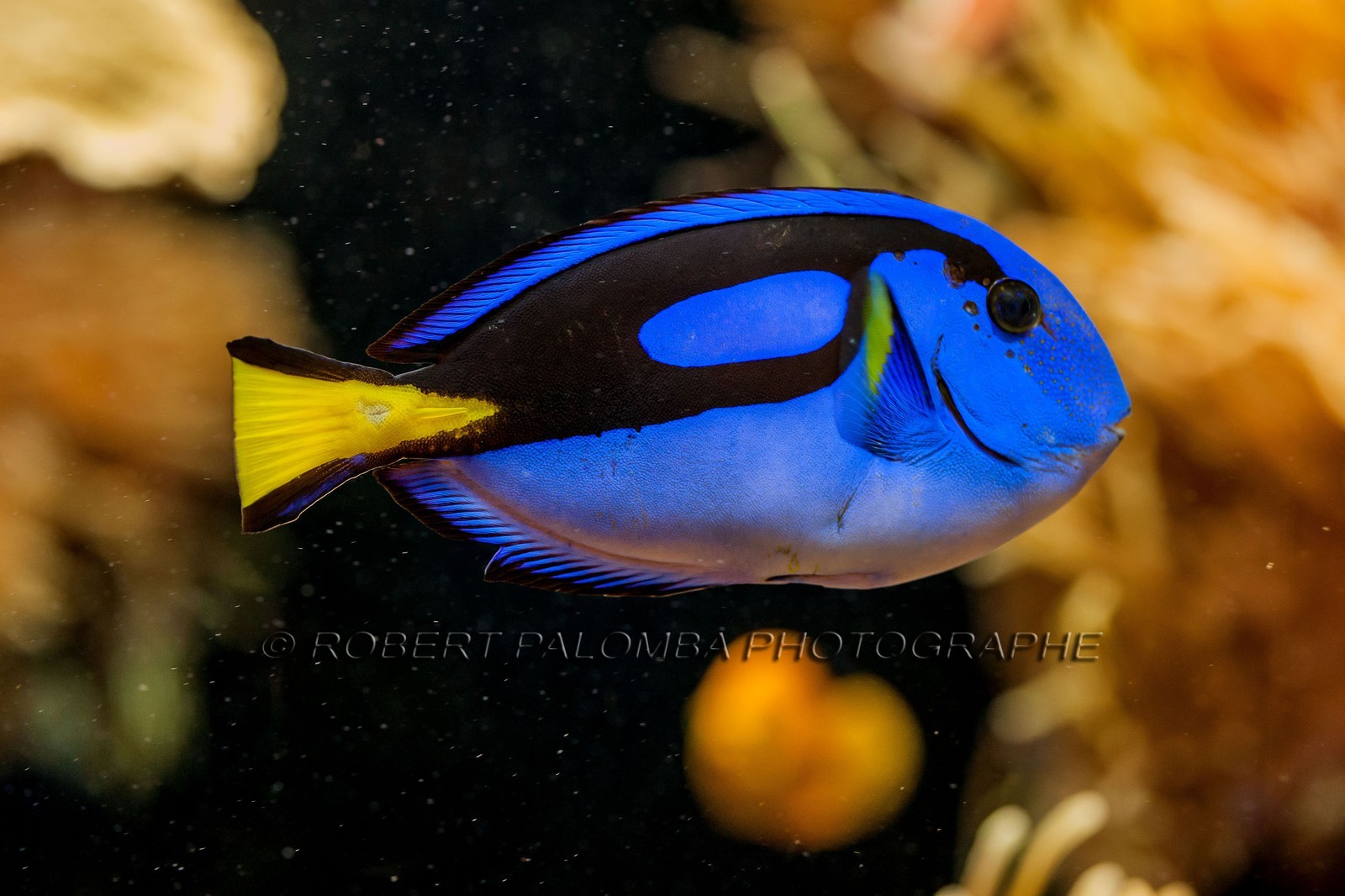 Musée Océanographique de Monaco