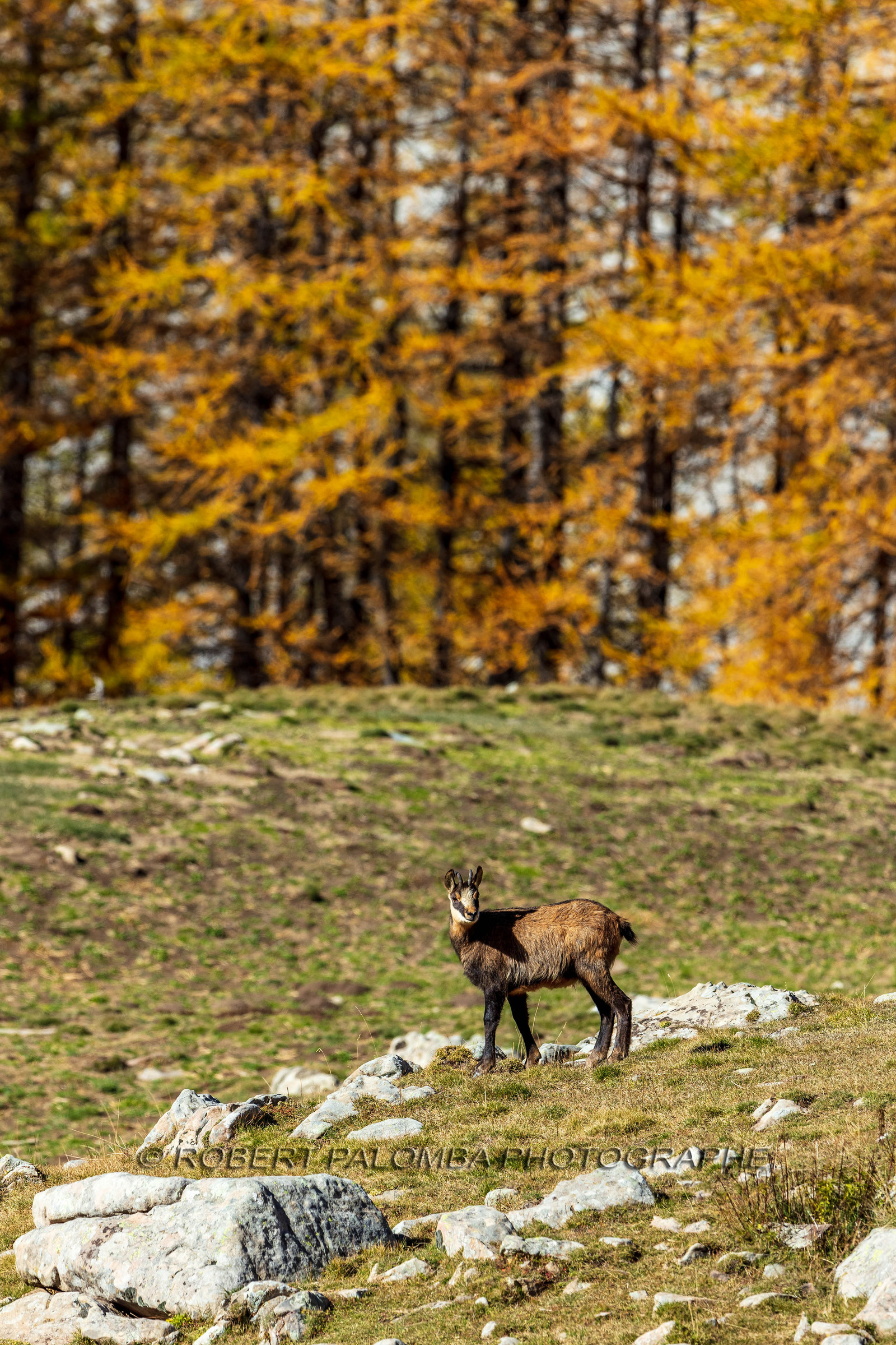 Chamois, Rupicapra rupicapra