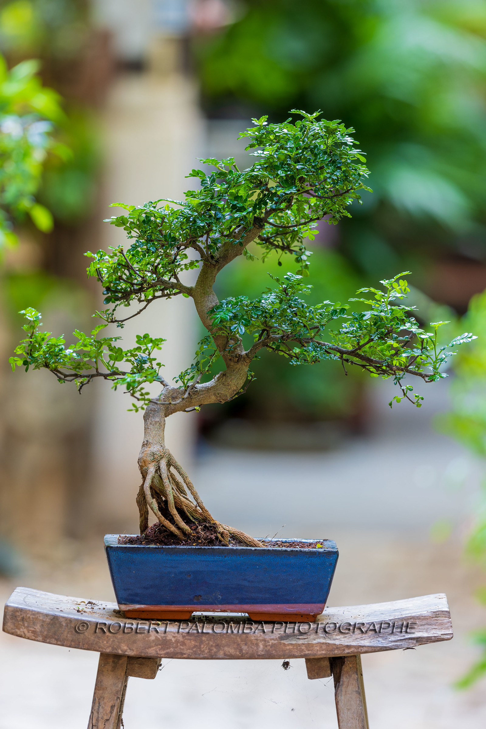 Bonsai